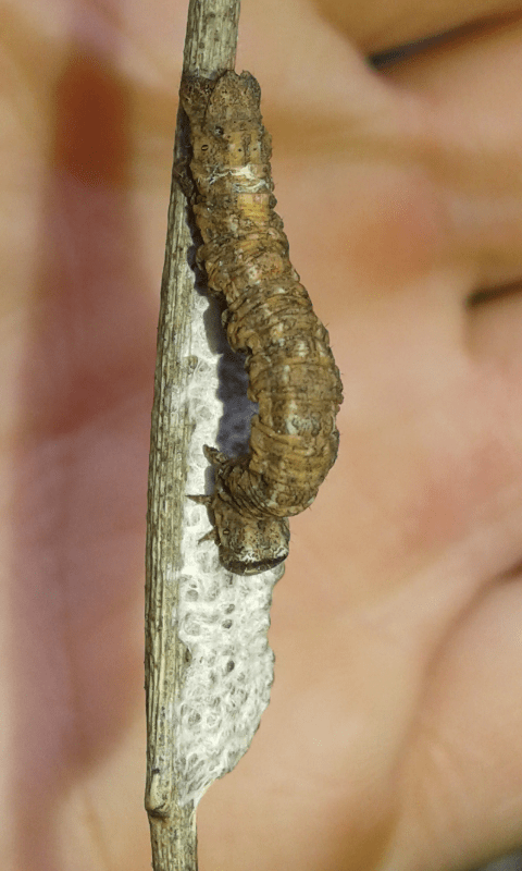 Formicidae assalgono larva di Geometridae su ammasso di bozzoletti di Braconidae